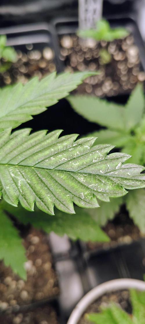 No Training Wheels by TerpFi3nd. Week 3