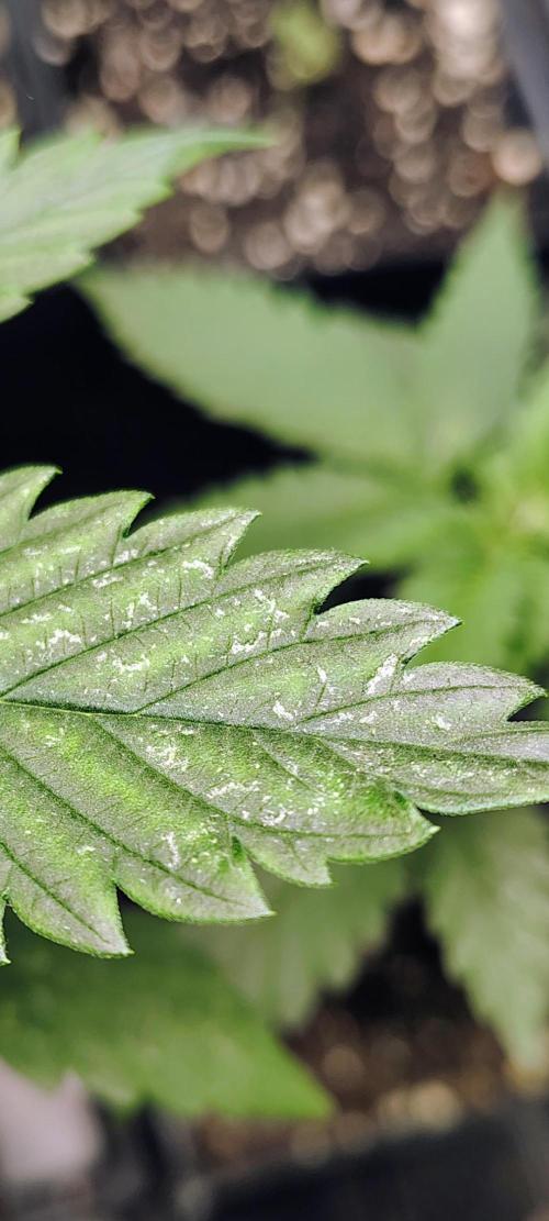 No Training Wheels by TerpFi3nd. Week 3