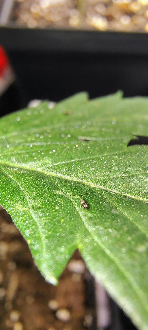 No Training Wheels by TerpFi3nd. Week 3