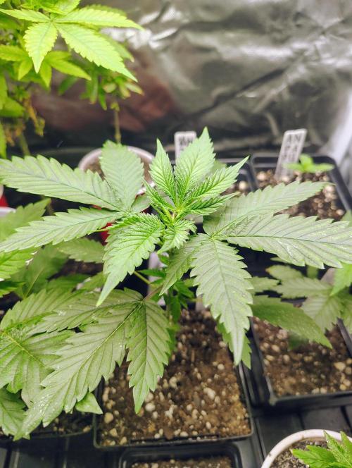 No Training Wheels by TerpFi3nd. Week 3