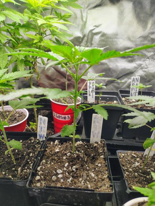 No Training Wheels by TerpFi3nd. Week 3