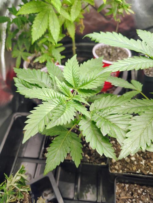 No Training Wheels by TerpFi3nd. Week 3