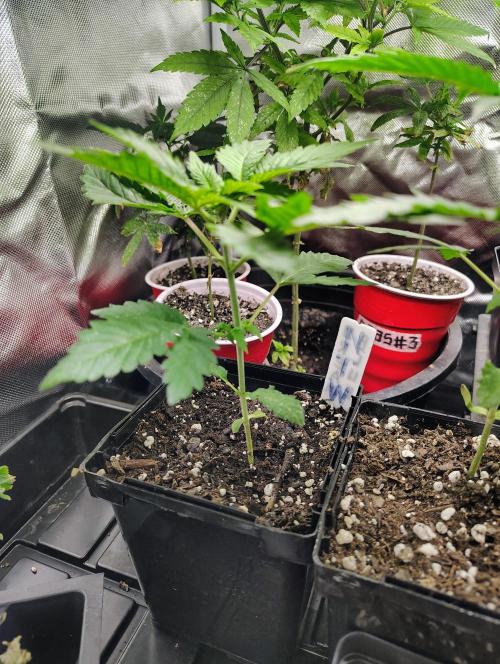 No Training Wheels by TerpFi3nd. Week 3