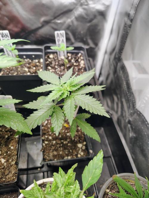 No Training Wheels by TerpFi3nd. Week 3