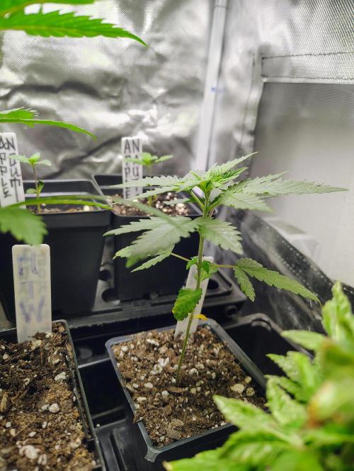 No Training Wheels by TerpFi3nd. Week 3