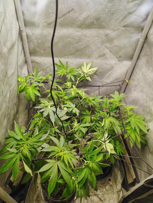 No Training Wheels by TerpFi3nd. Week 9