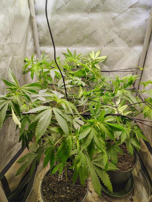 No Training Wheels by TerpFi3nd. Week 9