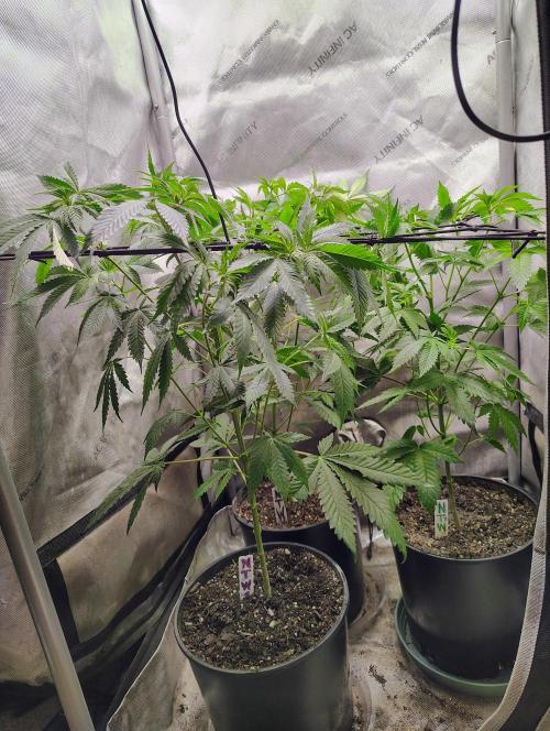 No Training Wheels by TerpFi3nd. Week 9