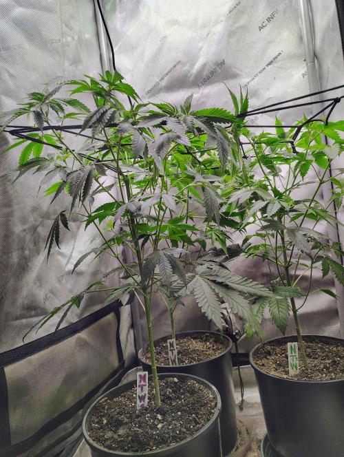 No Training Wheels by TerpFi3nd. Week 9