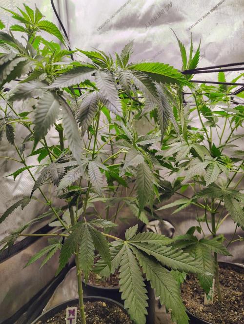 No Training Wheels by TerpFi3nd. Week 9