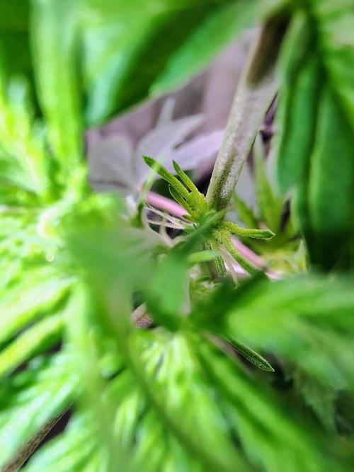 No Training Wheels by TerpFi3nd. Week 9