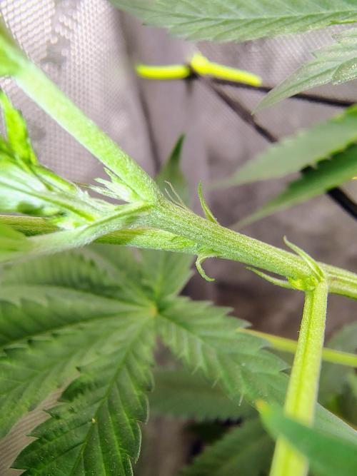 No Training Wheels by TerpFi3nd. Week 9