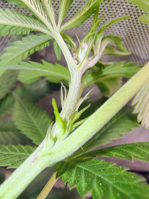 No Training Wheels by TerpFi3nd. Week 9