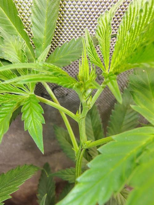 No Training Wheels by TerpFi3nd. Week 9