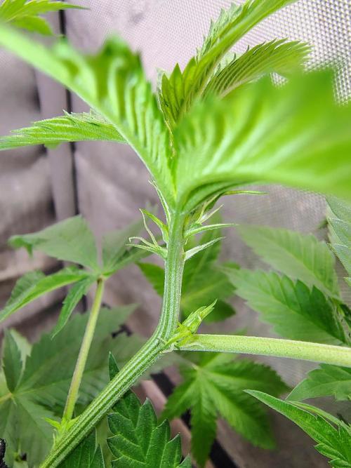 No Training Wheels by TerpFi3nd. Week 9