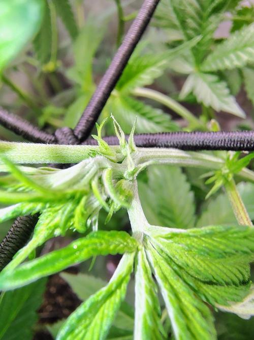 No Training Wheels by TerpFi3nd. Week 9