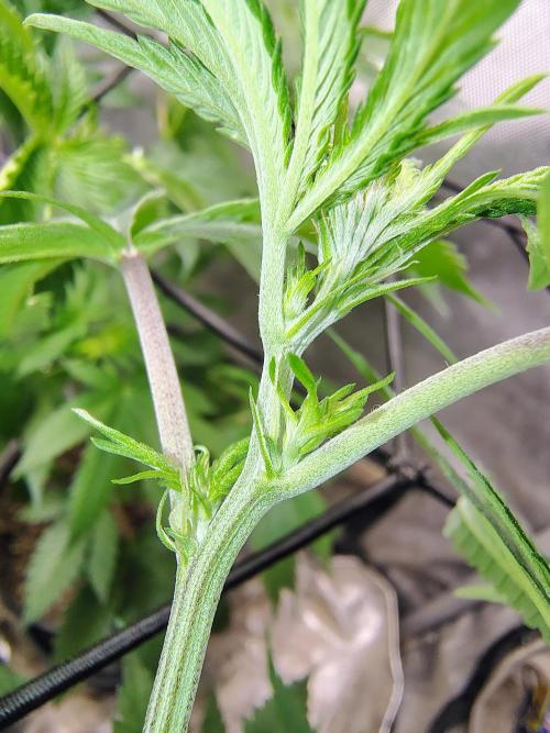 No Training Wheels by TerpFi3nd. Week 9