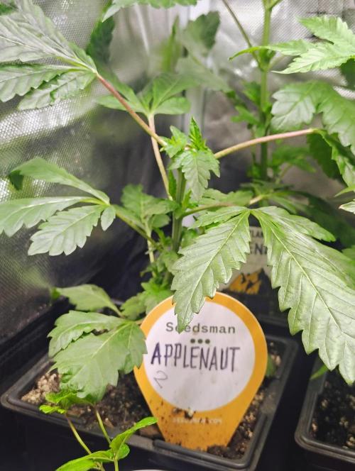 APPLENAUT (Dirty Sanchez X Wedding Cake). Week 10