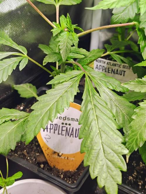 APPLENAUT (Dirty Sanchez X Wedding Cake). Week 10