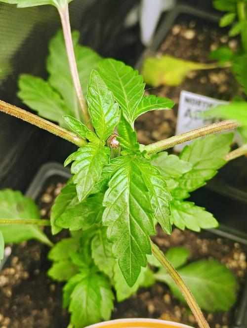 APPLENAUT (Dirty Sanchez X Wedding Cake). Week 10