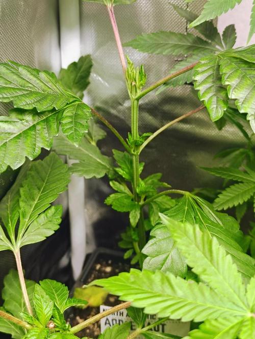 APPLENAUT (Dirty Sanchez X Wedding Cake). Week 10