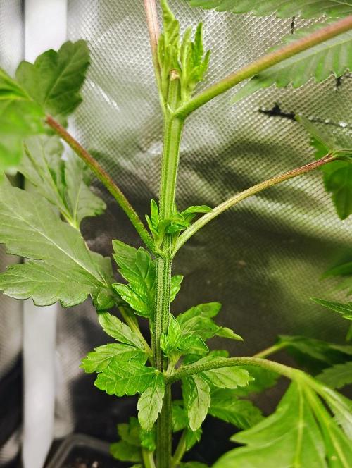 APPLENAUT (Dirty Sanchez X Wedding Cake). Week 10