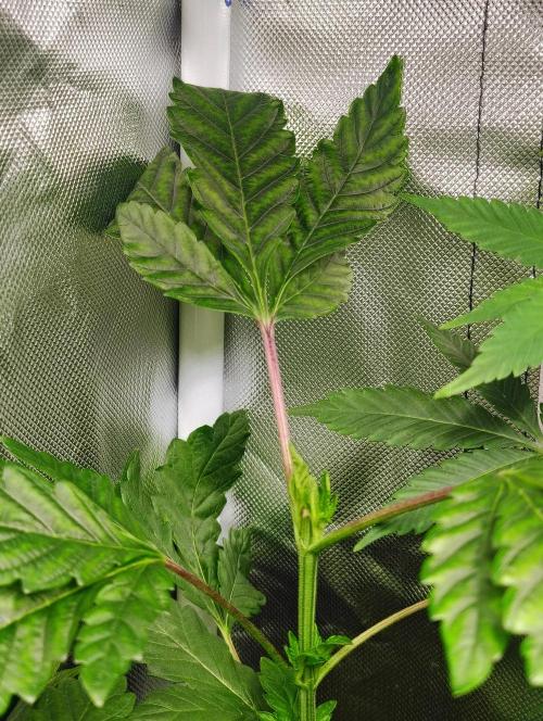 APPLENAUT (Dirty Sanchez X Wedding Cake). Week 10