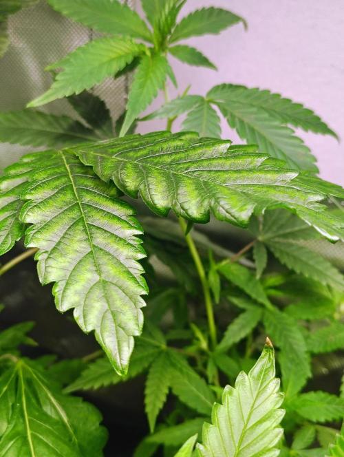 APPLENAUT (Dirty Sanchez X Wedding Cake). Week 10