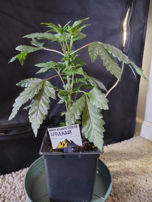 APPLENAUT (Dirty Sanchez X Wedding Cake). Week 10
