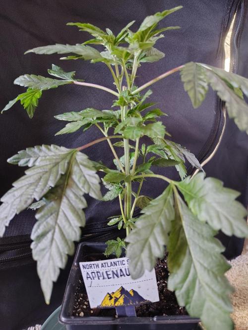 APPLENAUT (Dirty Sanchez X Wedding Cake). Week 10