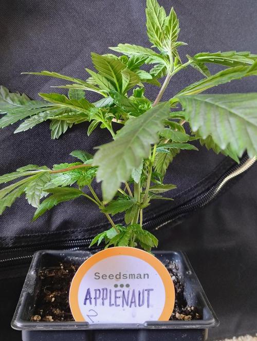 APPLENAUT (Dirty Sanchez X Wedding Cake). Week 10