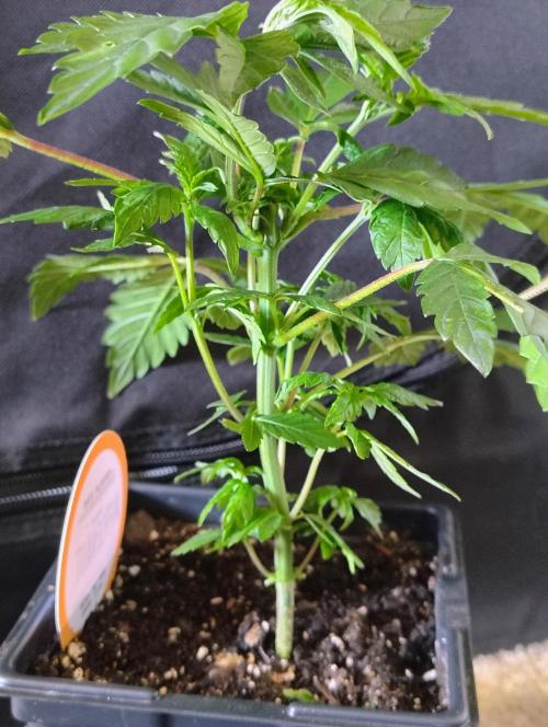 APPLENAUT (Dirty Sanchez X Wedding Cake). Week 10