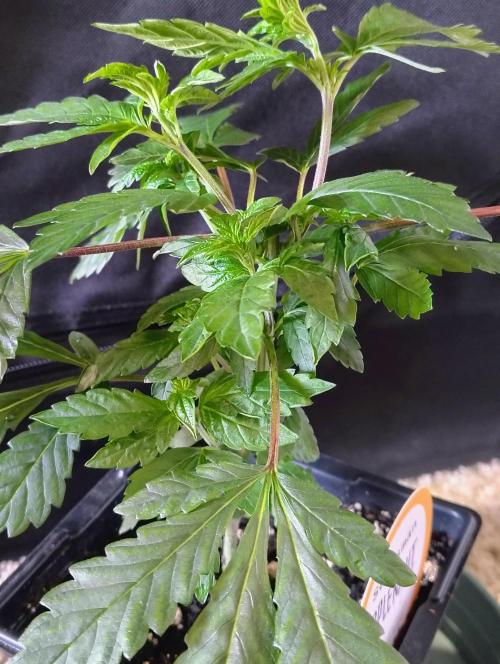 APPLENAUT (Dirty Sanchez X Wedding Cake). Week 10