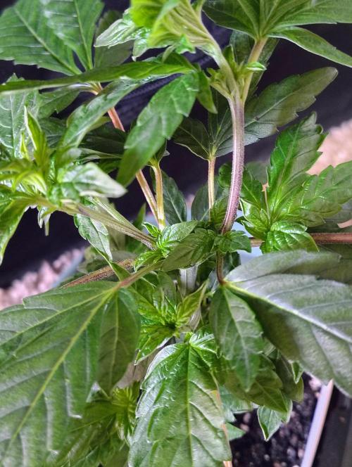 APPLENAUT (Dirty Sanchez X Wedding Cake). Week 10