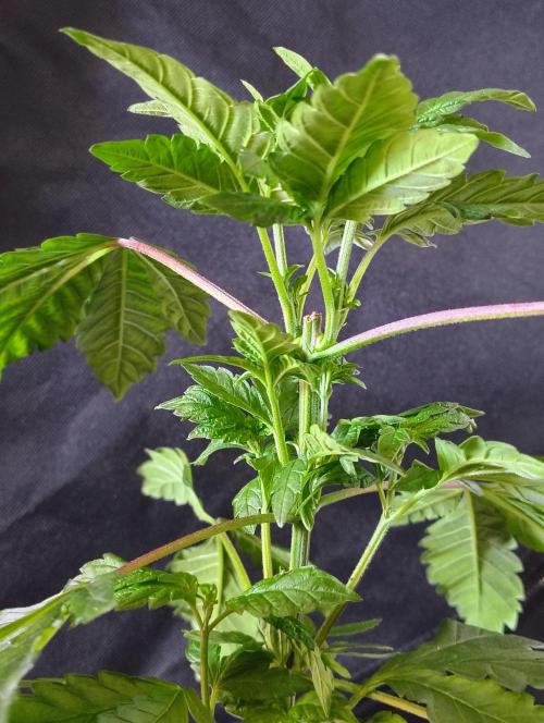 APPLENAUT (Dirty Sanchez X Wedding Cake). Week 10