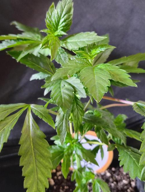 APPLENAUT (Dirty Sanchez X Wedding Cake). Week 10