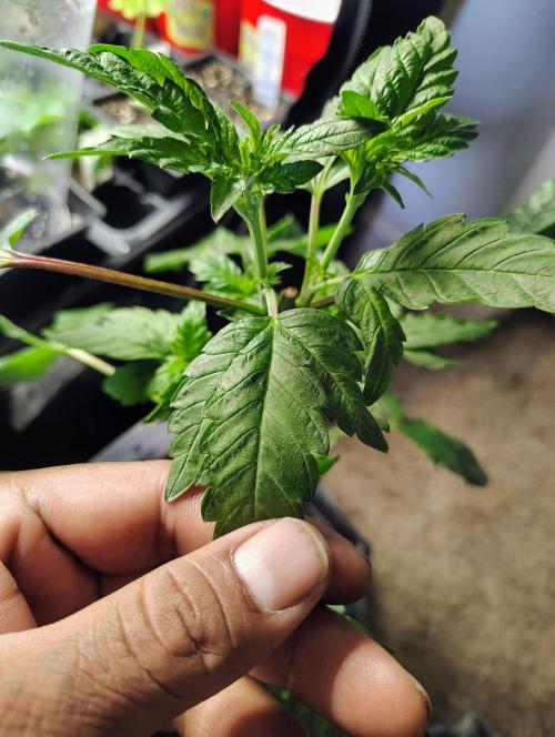 APPLENAUT (Dirty Sanchez X Wedding Cake). Week 10