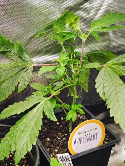 APPLENAUT (Dirty Sanchez X Wedding Cake). Week 10