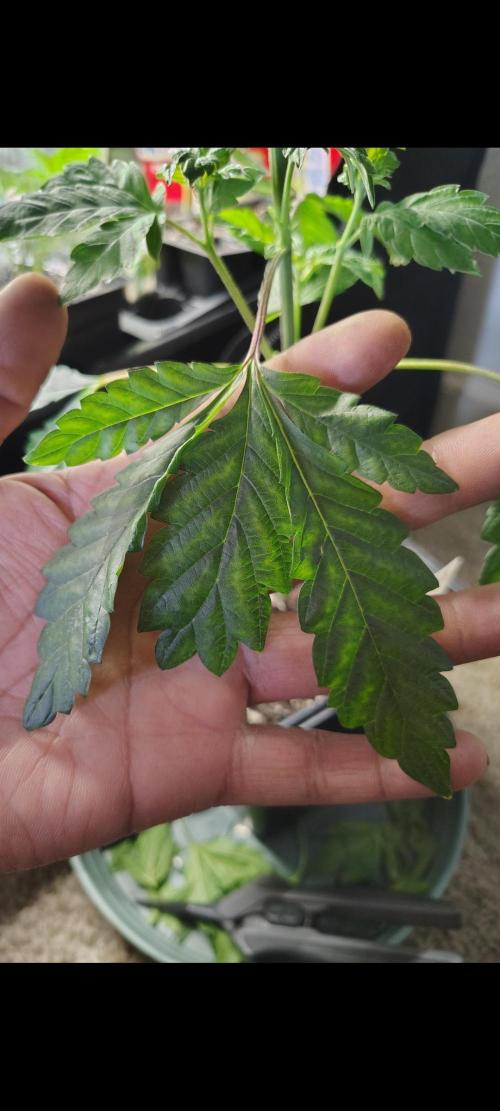 APPLENAUT (Dirty Sanchez X Wedding Cake). Week 10