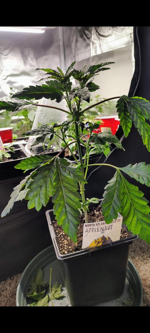 APPLENAUT (Dirty Sanchez X Wedding Cake). Week 10