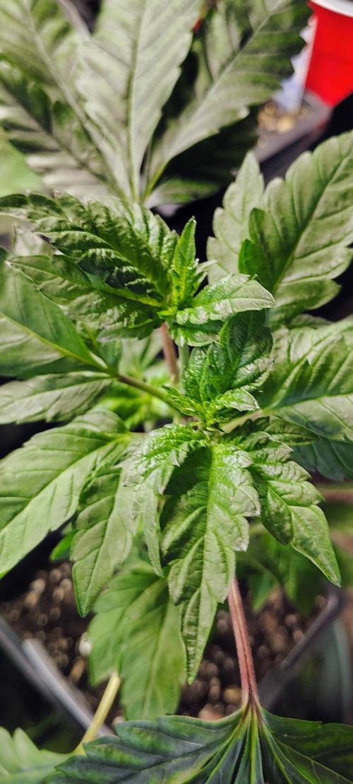 APPLENAUT (Dirty Sanchez X Wedding Cake). Week 10