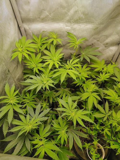 No Training Wheels by TerpFi3nd. Week 10