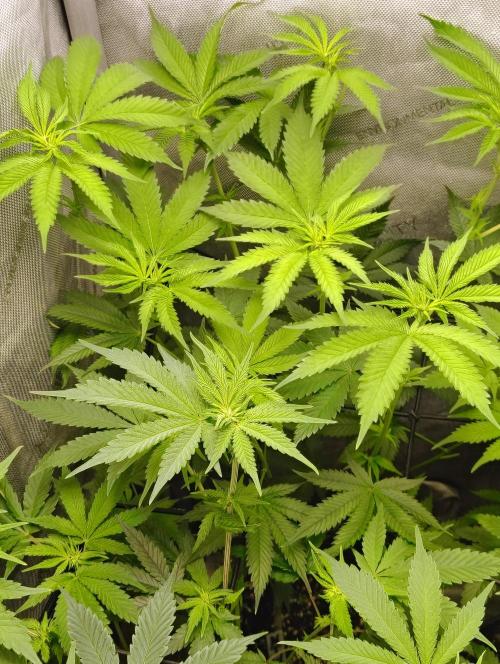 No Training Wheels by TerpFi3nd. Week 10