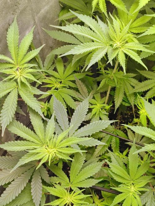 No Training Wheels by TerpFi3nd. Week 10