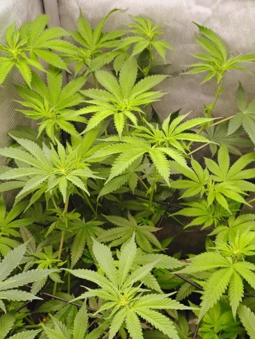 No Training Wheels by TerpFi3nd. Week 10