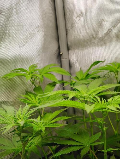 No Training Wheels by TerpFi3nd. Week 10