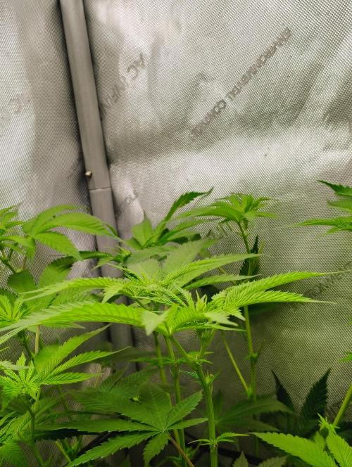 No Training Wheels by TerpFi3nd. Week 10