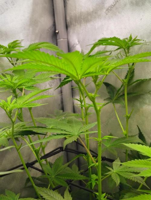 No Training Wheels by TerpFi3nd. Week 10