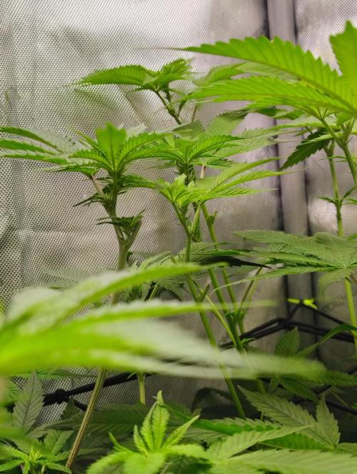 No Training Wheels by TerpFi3nd. Week 10