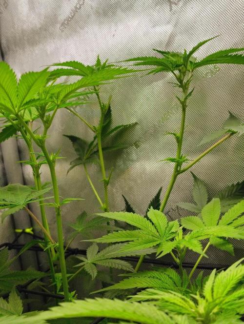 No Training Wheels by TerpFi3nd. Week 10